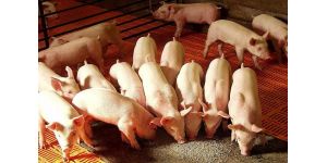 Какой лучше выбрать комбикорм для свиней — эффективный откорм