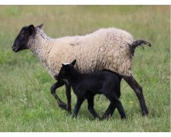 Романовские овцы: описание породы и ее особенности