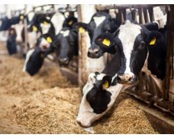 Молокогінні корми для корів