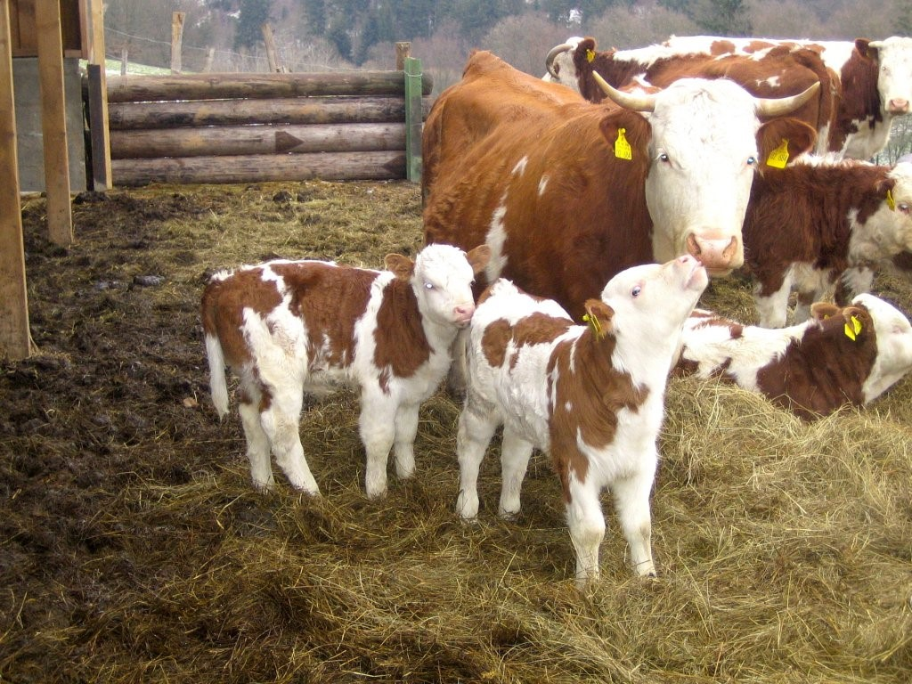 Молочные породы коров - самые высокоудойные породы коров