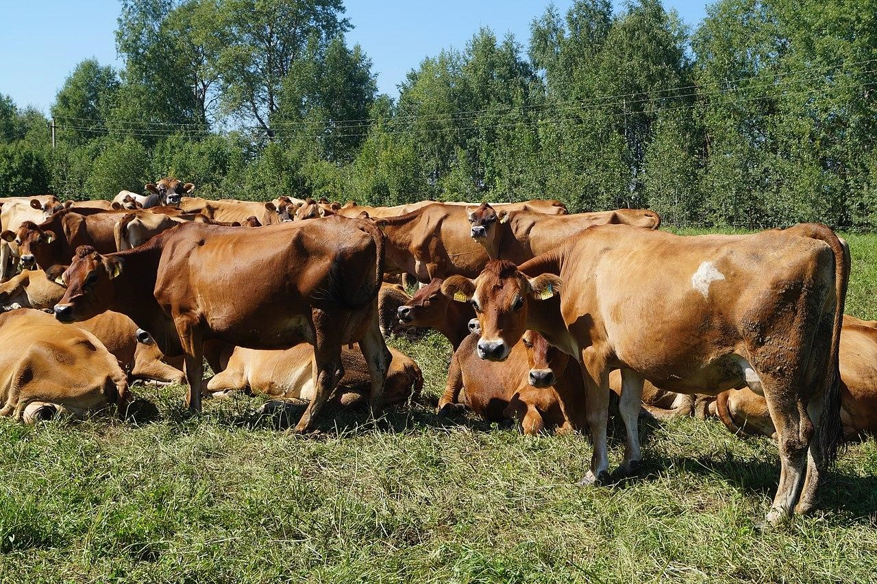 Молочные породы коров - самые высокоудойные породы коров