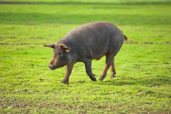 Иберийская порода свиней: описание, характеристики, содержание и отзывы