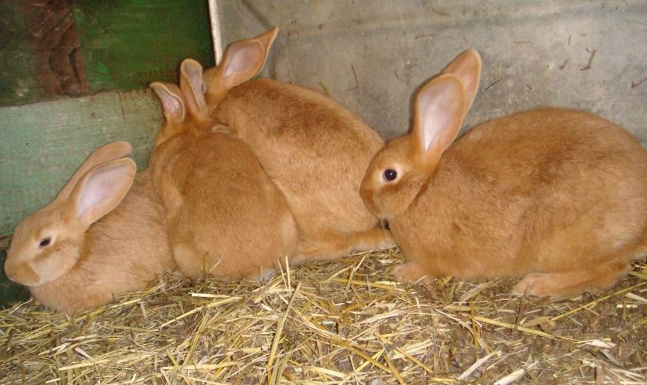 Лучшие породы кроликов для разведения: как выбрать? - avamarket.com.ua