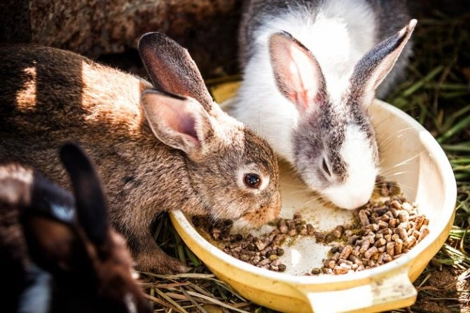 Чим годувати кролика якщо немає корму?