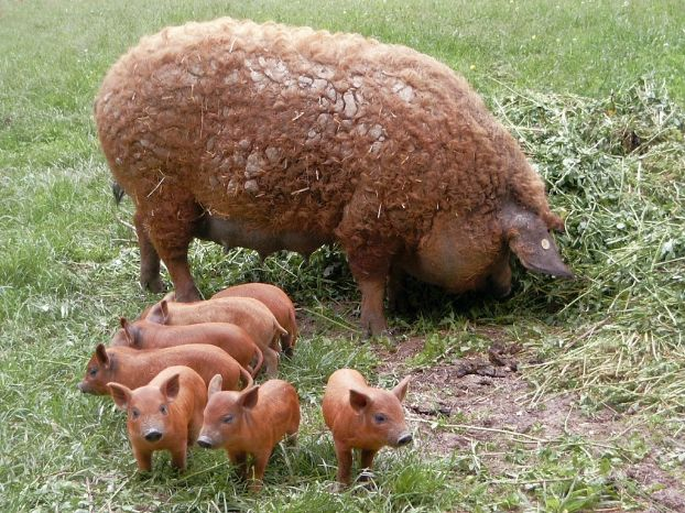 Венгерская мангалица порода свиней: описание, характеристики, содержание и отзывы