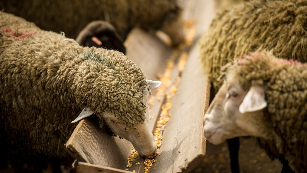 Шкідливі продукти для годування вівцям