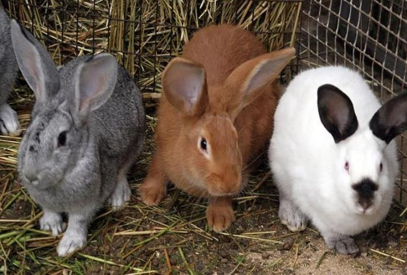 Самыые популярные породы кроликов