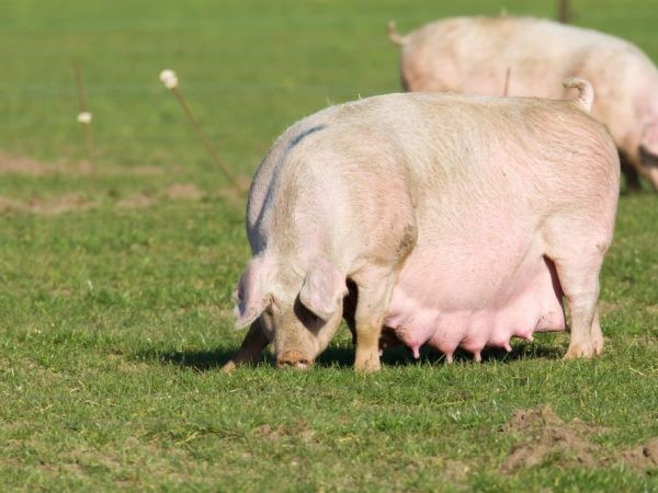 Скільки разів на рік можна покривати свиноматку?