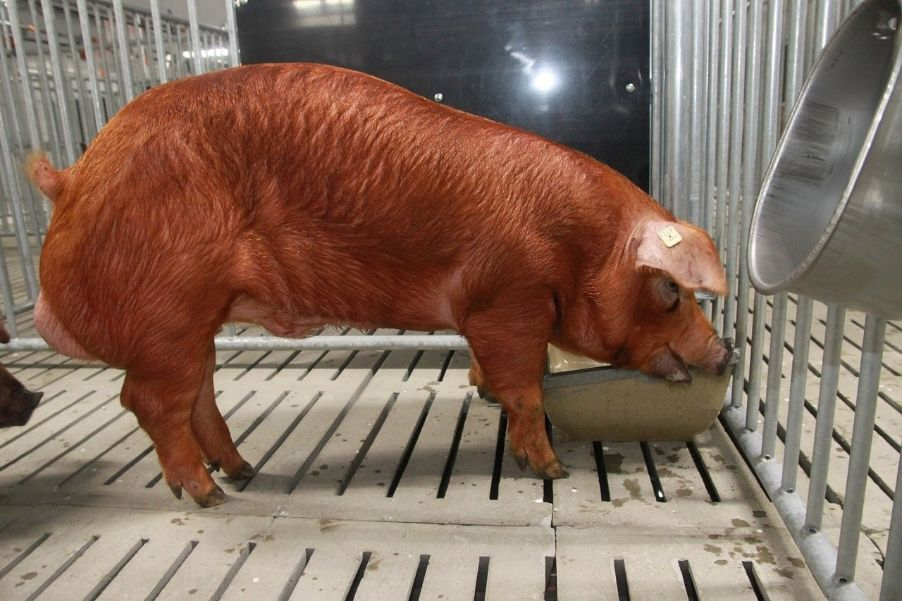 Дюрок порода свиней: описание, характеристики, содержание и отзывы