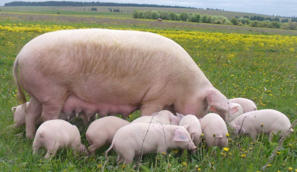 Топ 10 пород свиней для малого и среднего бизнеса — avamarket.com.ua
