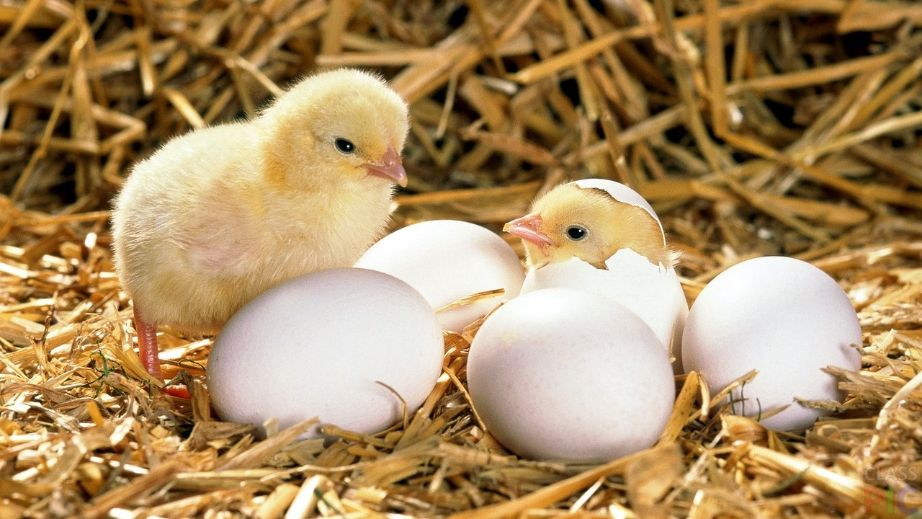 Неймовірна роль протеїнів для здорового росту курчат
