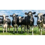 Роль кальция и фосфора в питании коров
