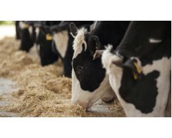 Чим годують корів: раціон і норми годівлі корів