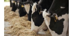 Чем кормят коров: рацион и нормы кормления коров