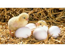 Витамины для цыплят: какие необходимы?
