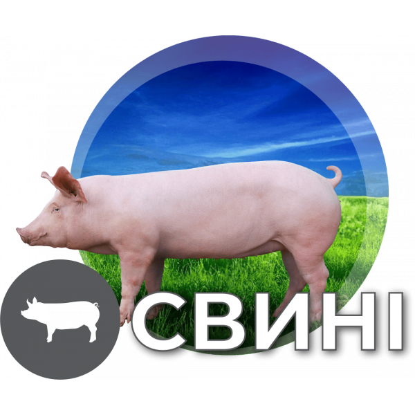 БМВД для свиней у Харкові
