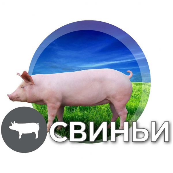 БМВД для свиней в Харькове