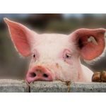 Способы удешевления кормления свиней