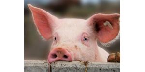 Способы удешевления кормления свиней