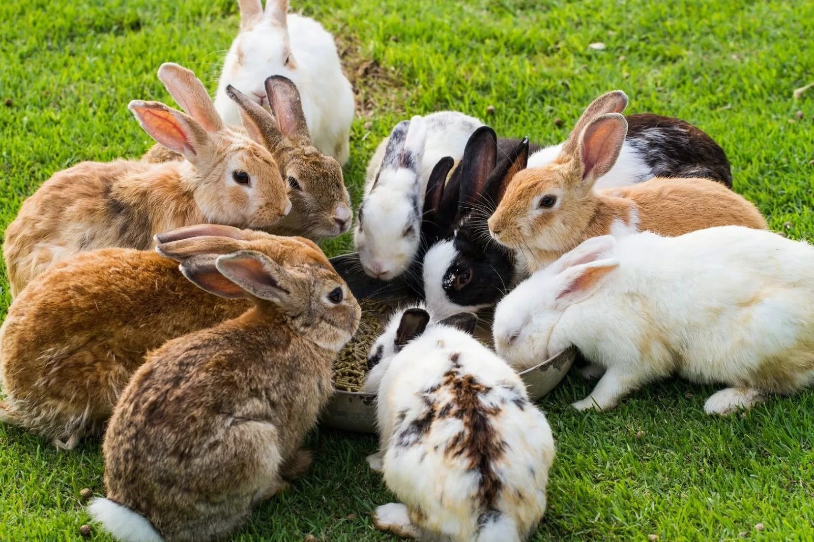 микроэлементы и витамины для кролика