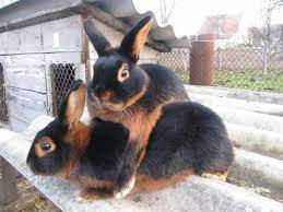 породы кроликов