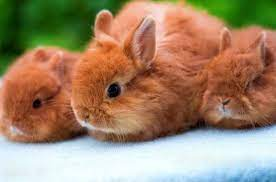 породы кроликов
