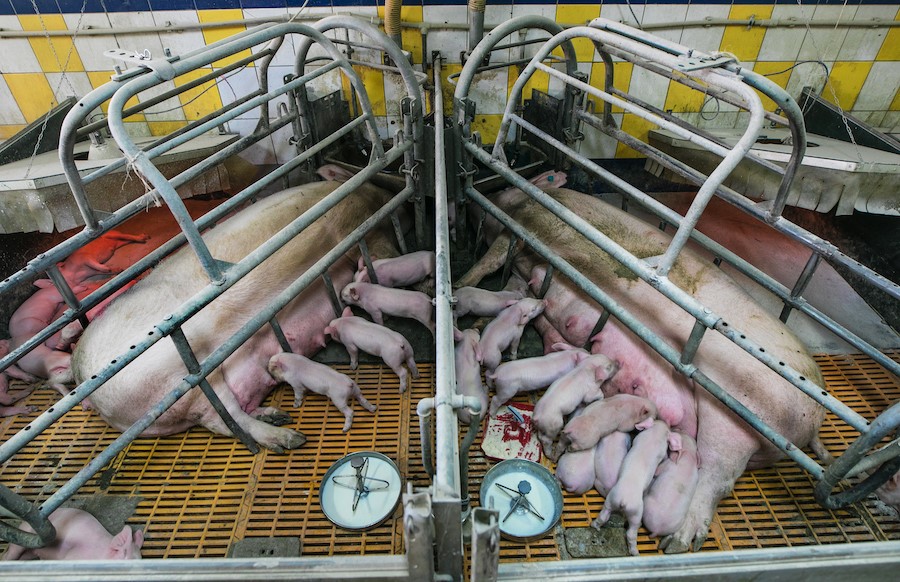 Беременность свиньи на раннем сроке, фото 1