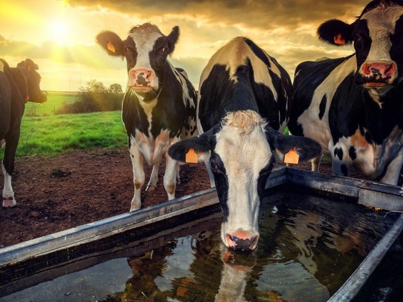 Корова пьет воду