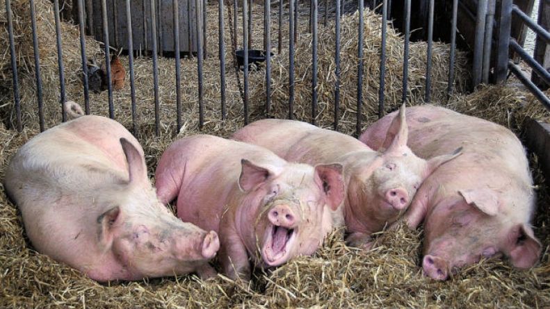 причины кашля у свиней