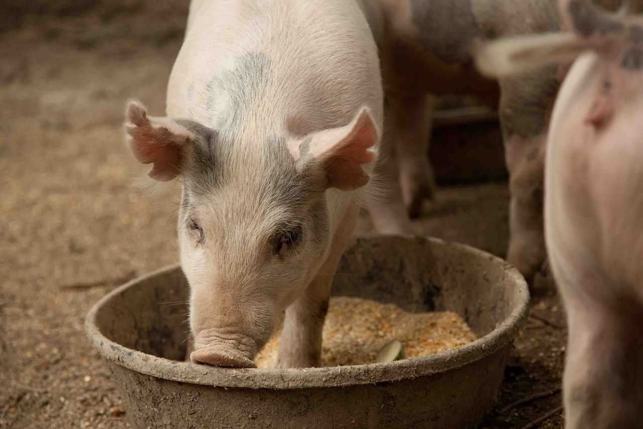 Правильный рацион для откорма свиней
