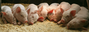 розведення свиней в домашніх умовах
