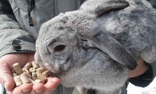 відгодівля кроликів
