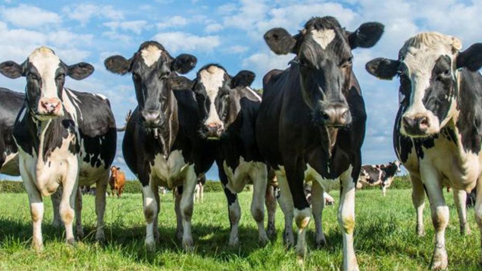 Роль кальция и фосфора в питании коров