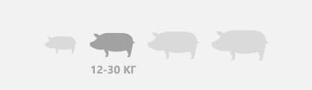 вага свиней з 43 по 78 день життя