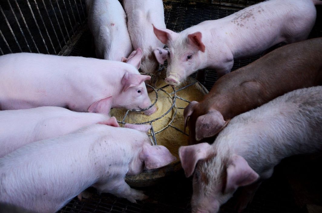 Профилактика отравления у свиней