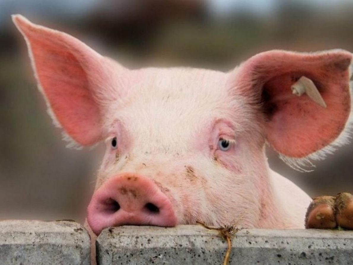 здешевлення годівлі свиней